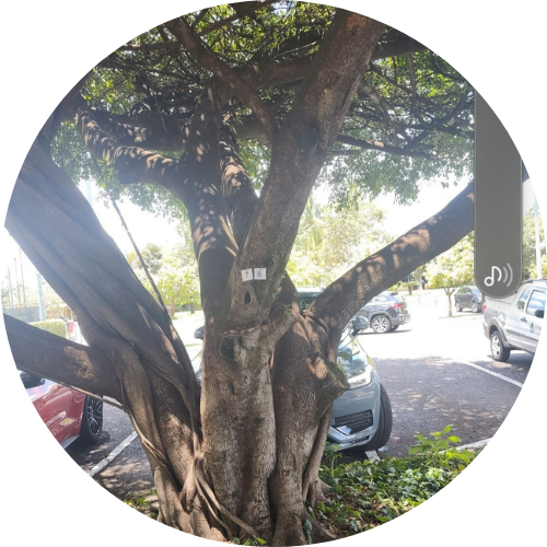 Design sem nome (3).png